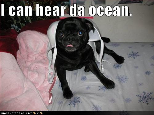 funny pug pictures. funny pug pictures. funny dog