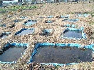 川エビの救出作戦 楽しいメダカ飼育生活 メダカ飼育方法 青メダカ 白メダカ 光メダカ ダルマメダカ メダカの飼い方 メダカ達人 メダカ の産卵