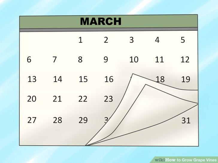 Grow Grape Vines Step 6 Version 2.jpg