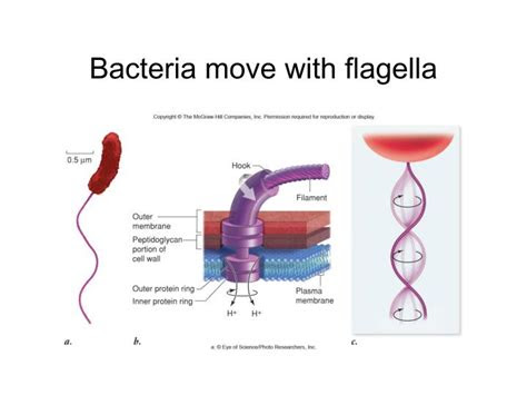 cells  organelles methods  studying cells