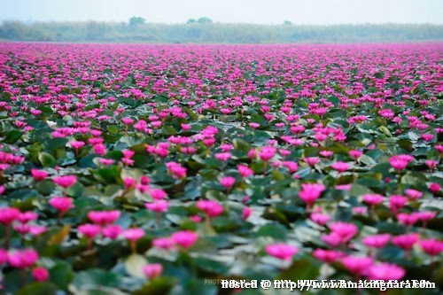  8 GAMBAR  Bunga  Teratai  Yang  Mekar Di Tasik Nong Harn 