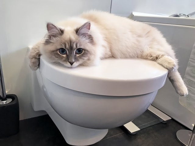 How to Toilet Train a Cat
