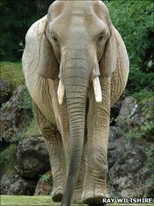 Duchess the African elephant
