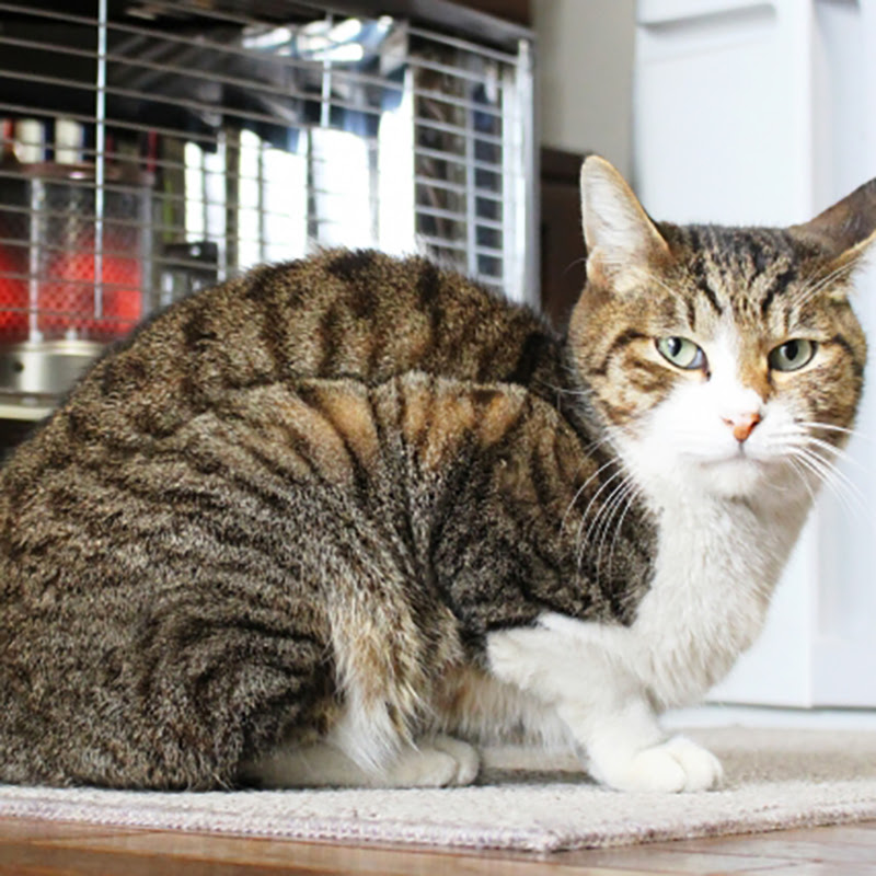 猫がやけどするのはどんな時 冬に注意したいやけど３パターン 猫の総合情報サイト ペットスマイルニュースforネコちゃん