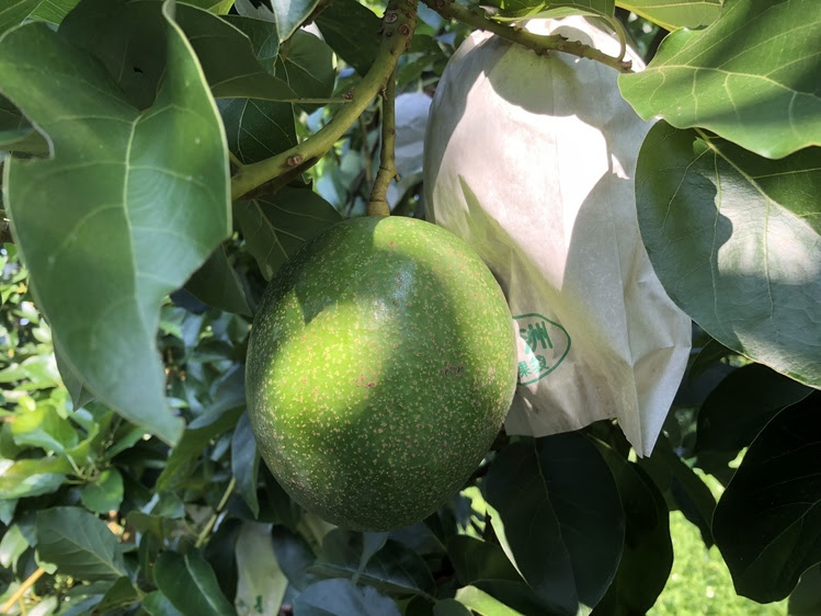 酪梨 十月紅 產季結束 熟成果皮變色喔 後熟期約5 8天 酪梨市集avocadomart