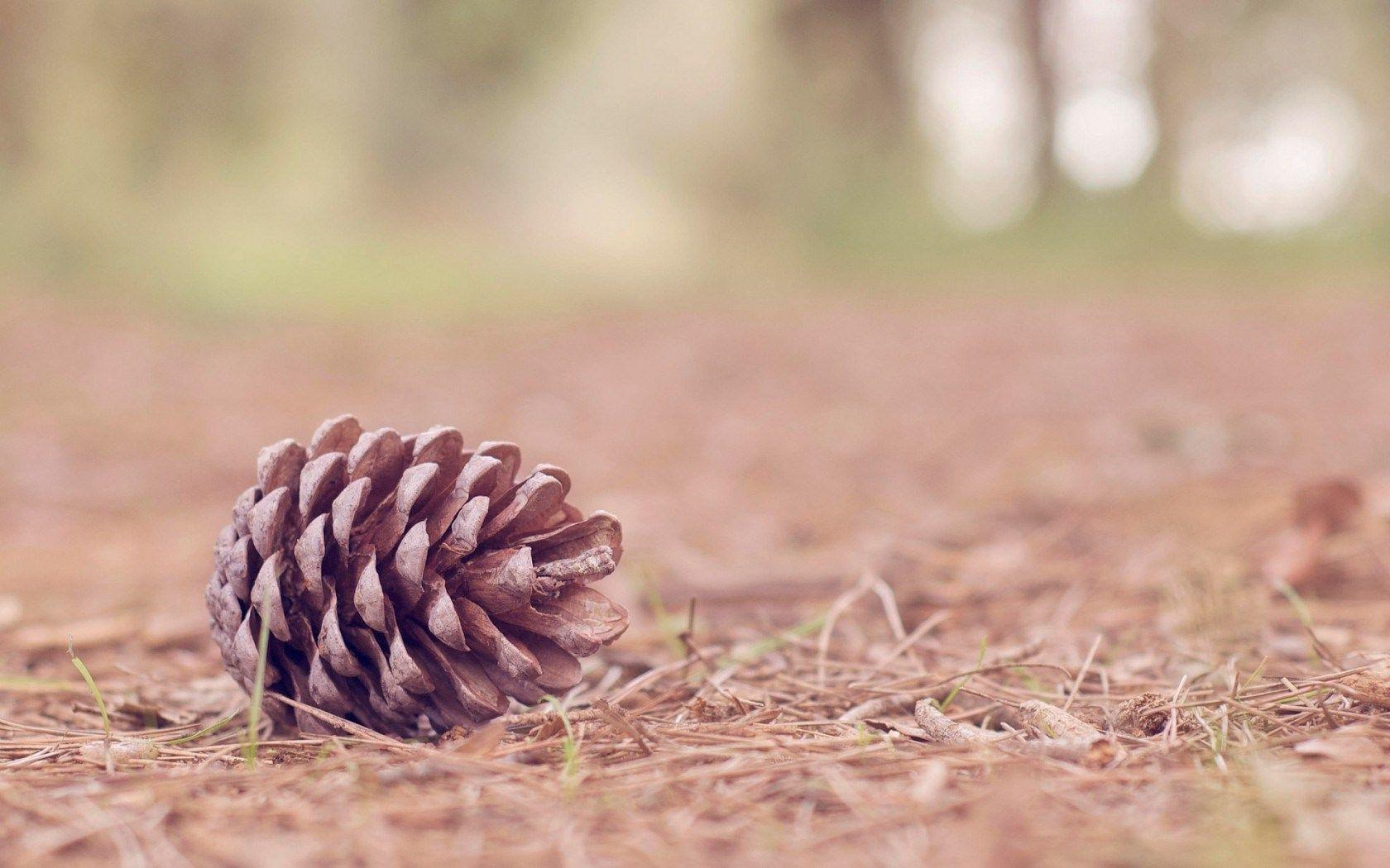 Pine Cone Wallpapers Wallpaper Cave HD Wallpapers Download Free Map Images Wallpaper [wallpaper684.blogspot.com]
