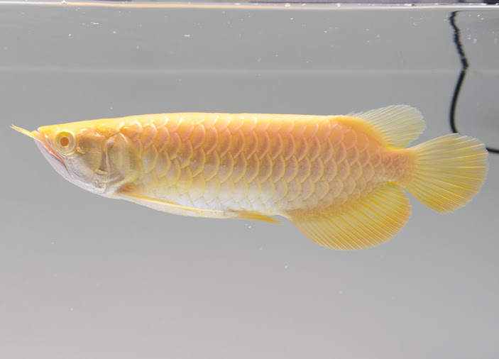 アルビノ過背金龍 アジアアロワナ専門店 ラフレシア Albino Malaysian Golden