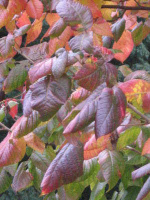 Early October 2008 027