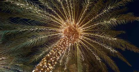 Cj cj cj cj cj amazon amazon amazon amazon amazon connexity connexity connexity connexity connexity connexity connexity connexity cj cj conne. Lighting Palm Trees: Illuminate Palms, Trees and Shrubs