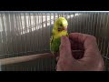 [最新] おもしろ インコ 可愛い 画像 287373