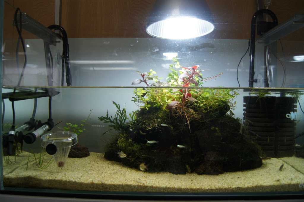 イトメ買ってみた 水草水槽で絨毯 草原を作りたい