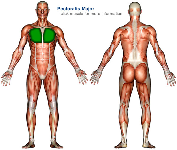 Muscle Anatomy