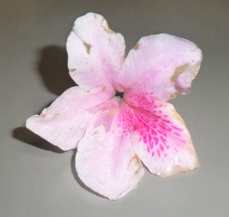 ツツジは 合弁花類