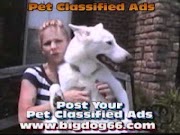 Top Free Classifieds Dogs viral!