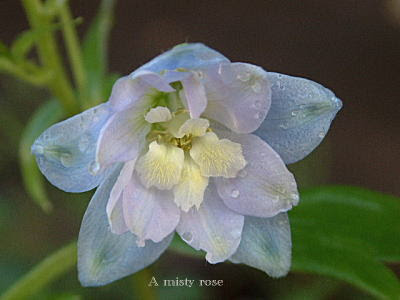 デルフィニウム ラークスパー