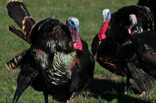 Happy Thanksgiving!