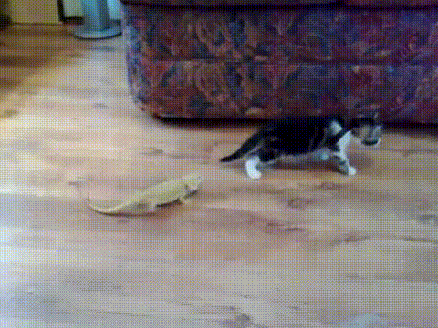 31-gifs-hilarant-qui-continueront-de-vous-faire-rire-pour-leternite5