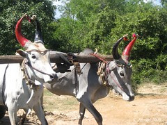 Bulls cart