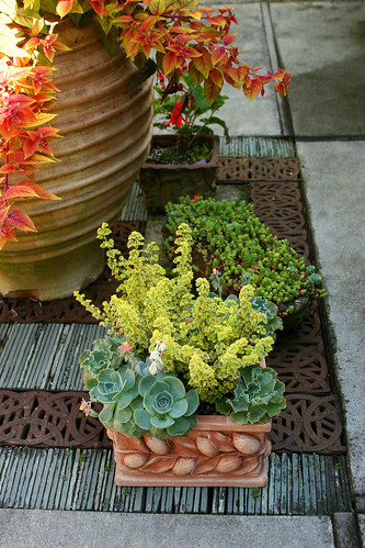 container plants and grating