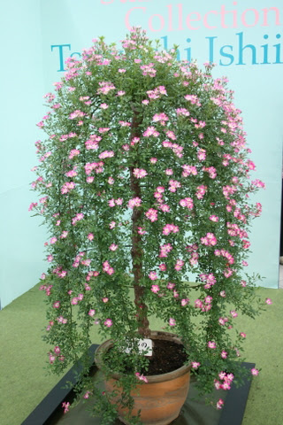 芝とバラの庭仕事 ミニのつるバラ
