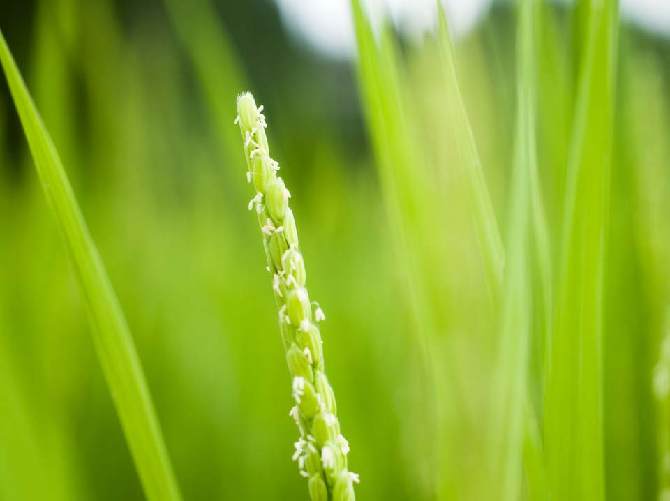 ゆんフリー写真素材集 No 27 稲の花 日本 熊本