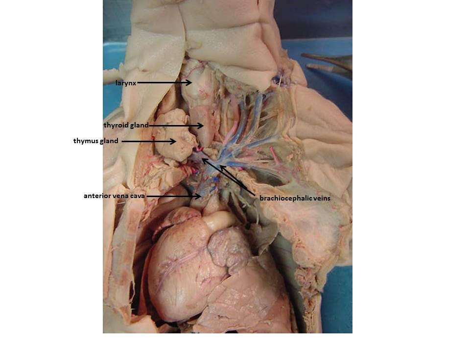 Fetal Pig Images