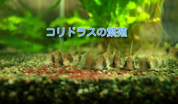卵のカビ ダメ ゼッタイ 気楽にコリドラス