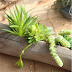 Wholesale Succulents Korea : Experience lifelike korea succulent at alibaba.com, ideal for decorating indoors and outdoors.