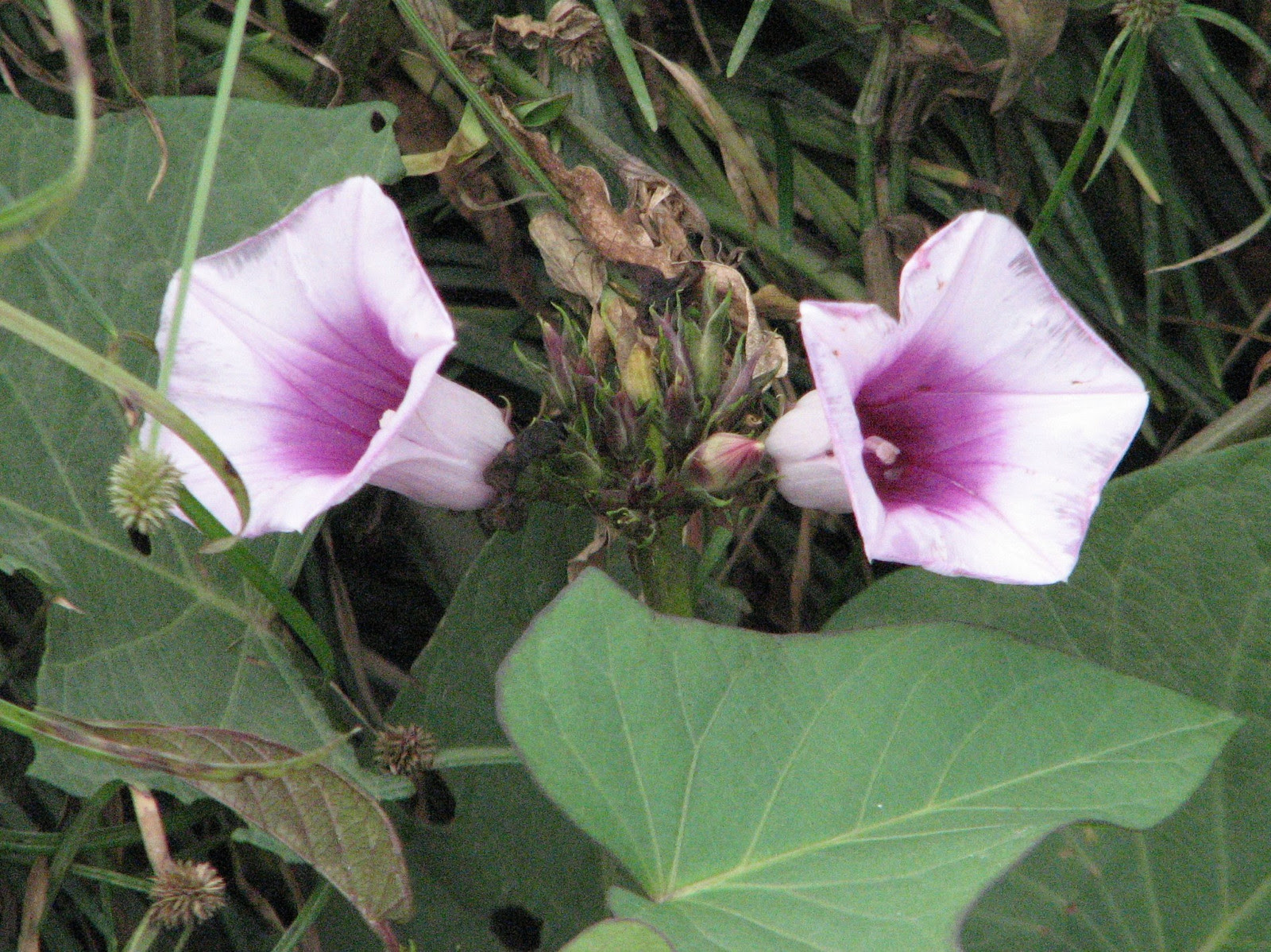 サツマイモの花 オラ ケタル