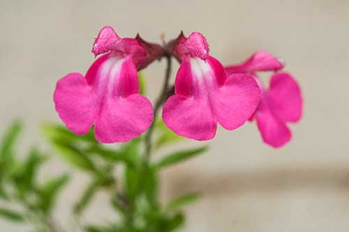 チェリーセージの育て方 メドーセージ パイナップルセージ サルビア グアラニティカ アルゼンチンスカイ ブキャナンズセージの特徴 山野草を育てる