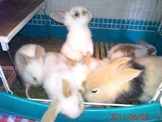 うさぎ 生後1ヶ月になりました ようこのひとりごと