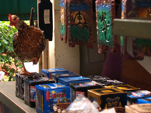 crazychickens
