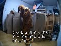 画像 等身大 イーブイ 923013-イーブイ 等身大 フィギュア