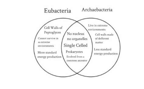 archaea  bacteria venn diagram archaea   bacteria
