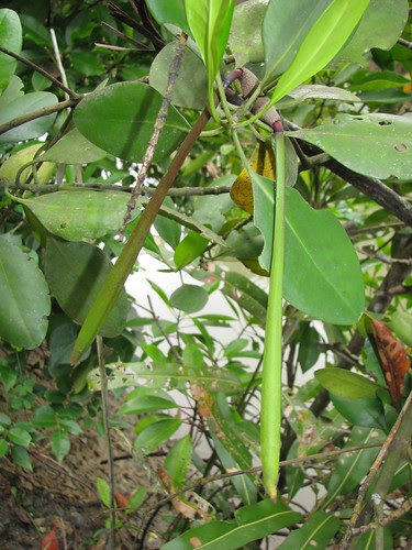 Ceriops zippeliana