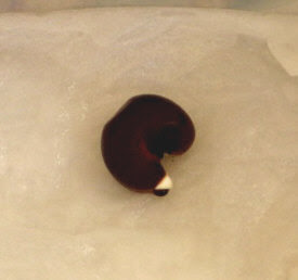 バオバブの播種 バオバブの種まき 種蒔き 実生 Pantha S Labyrinth