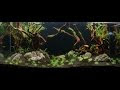 [最も好ましい] amazon river themed fish tank 135431-Amazon river themed fish tank