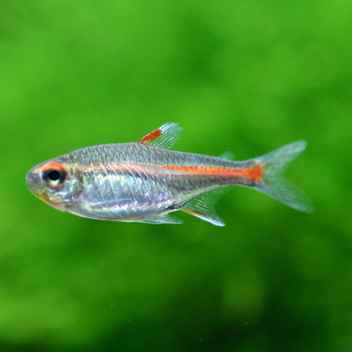 熱帯魚のご紹介 熱帯魚ショップトロピランド