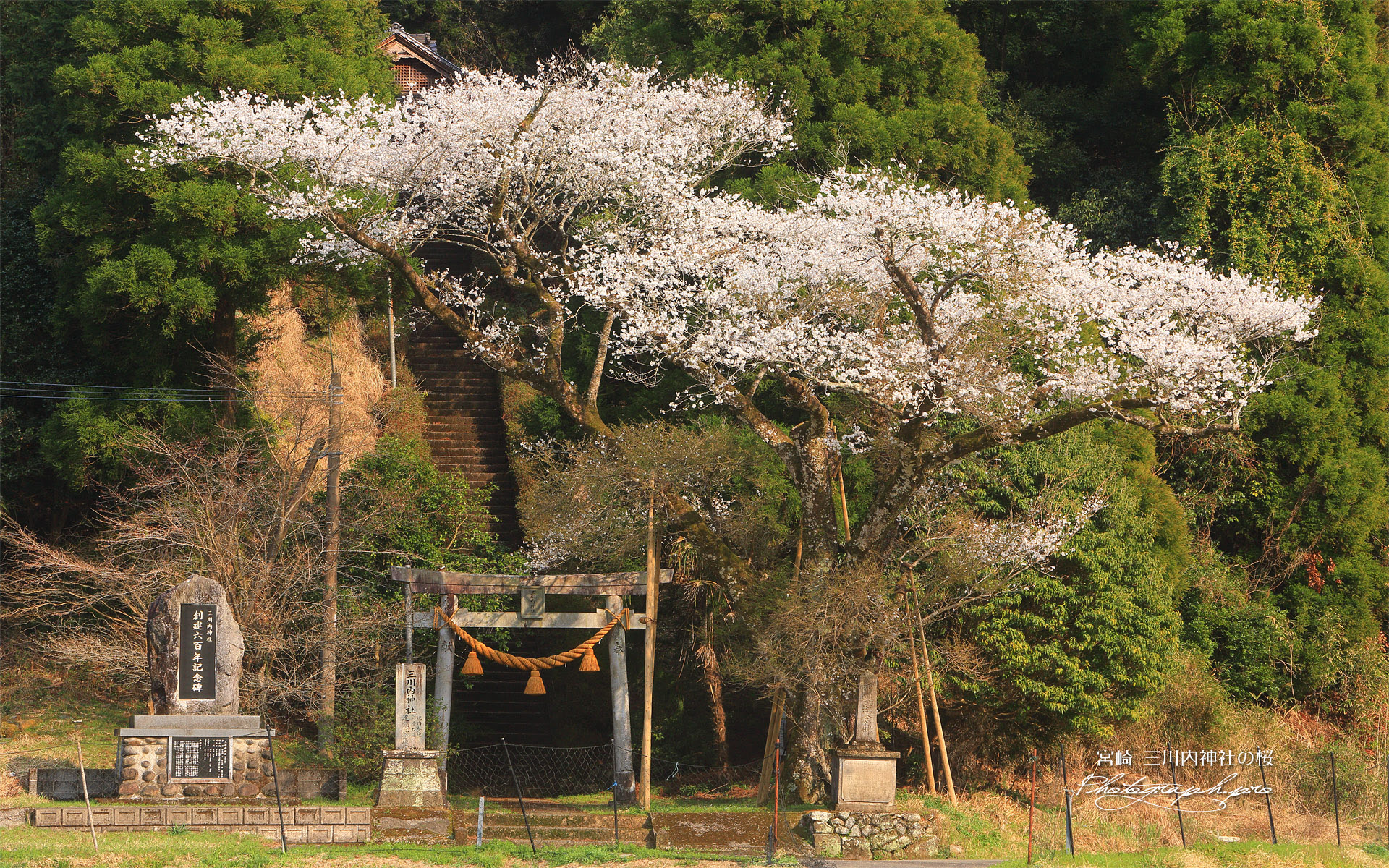 三川内神社のサクラ の壁紙 1920x1200