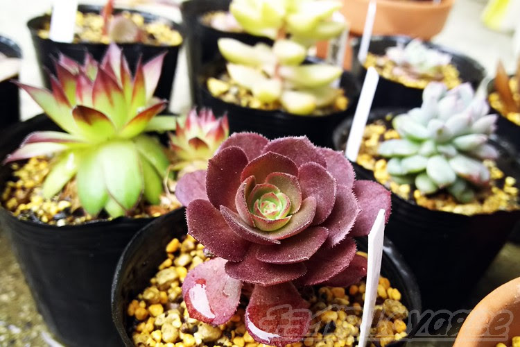 本日 雨水 雨の日に多肉の水やりしたら 紫色の知らない子がいた この子って あの時のあの子 Oyageeの植物観察日記