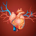 Arteries Diagram Heart / Arteries Of The Body Diagram — UNTPIKAPPS - Download scientific diagram | illustration of heart and coronary arteries 1 from publication 1 shows an illustration of the heart and coronary arteries, namely right coronary artery (rca), left coronary.