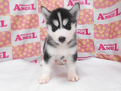 シベリアンハスキー 子犬販売をはじめとする犬 猫専門ペットショップ エンゼル