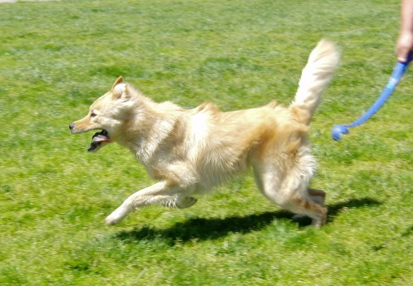 golden retriever mixed with chow. Chow/Golden Retriever Mix