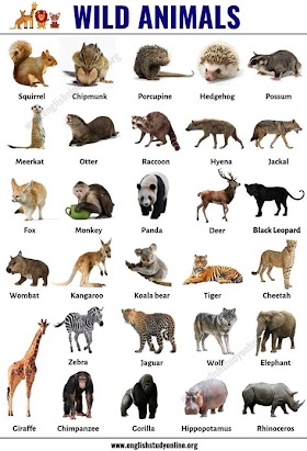 Wild Animals: An Introduction To The Amazing Array Of Fauna In Our World
