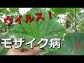 画像 病気 きゅうり 葉 焼�� 553164