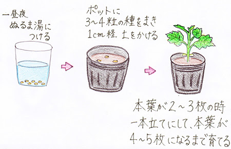 ニガウリ ゴーヤ 家庭菜園 ベランダ菜園ガイド Jaむなかた