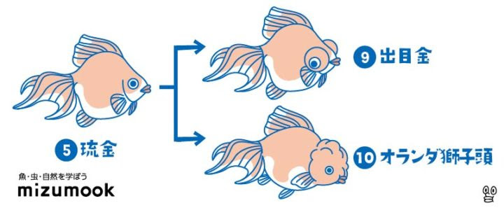 オランダ獅子頭の飼い方 金魚 飼育 えさ 病気 種類 ミズムック