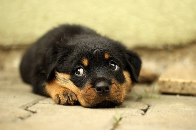 意外と難しい子犬のミルク 与え方 適したミルクを徹底指南