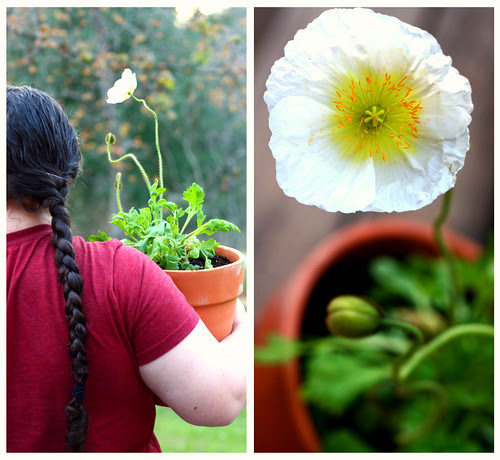 a girl and her flower.