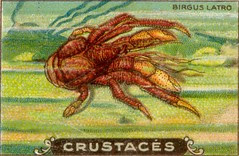 crustacés 11